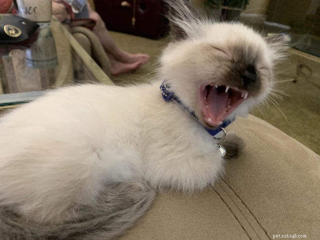 Ragdoll Cats Yawning: What It Means & Why It Happens