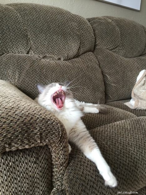 Ragdoll Cats Yawning: What It Means & Why It Happens