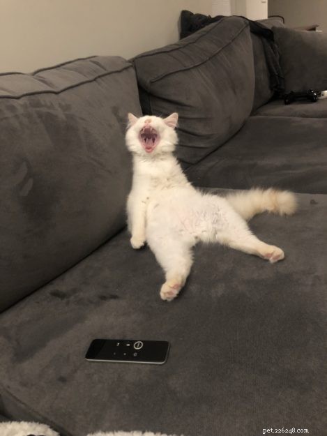 Ragdoll Cats Yawning: What It Means & Why It Happens