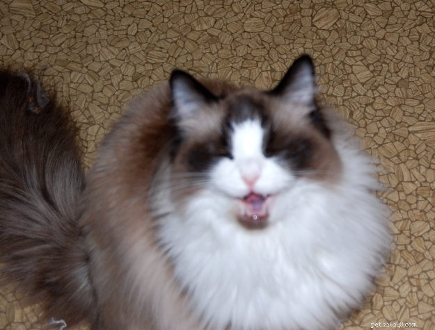 Ragdoll Cats Yawning: What It Means & Why It Happens