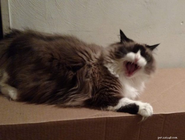 Ragdoll Cats Yawning: What It Means & Why It Happens