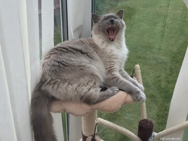 Ragdoll Cats Yawning: What It Means & Why It Happens