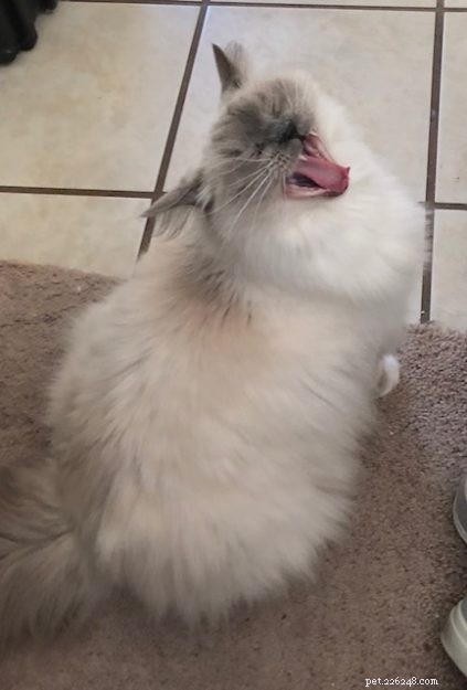 Ragdoll Cats Yawning: What It Means & Why It Happens