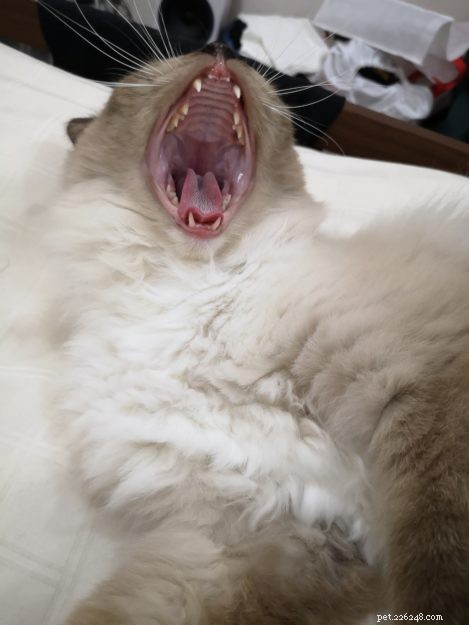 Ragdoll Cats Yawning: What It Means & Why It Happens