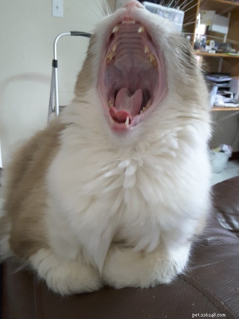 Ragdoll Cats Yawning: What It Means & Why It Happens
