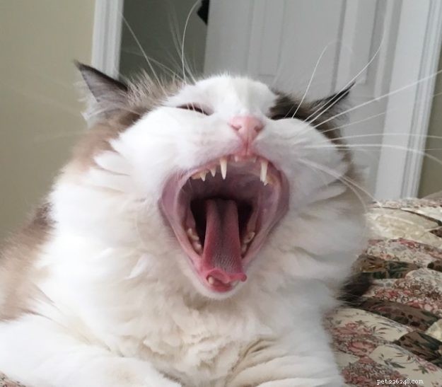 Ragdoll Cats Yawning: What It Means & Why It Happens