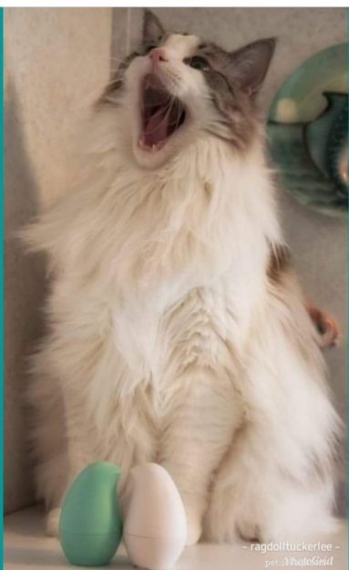 Ragdoll Cats Yawning: What It Means & Why It Happens