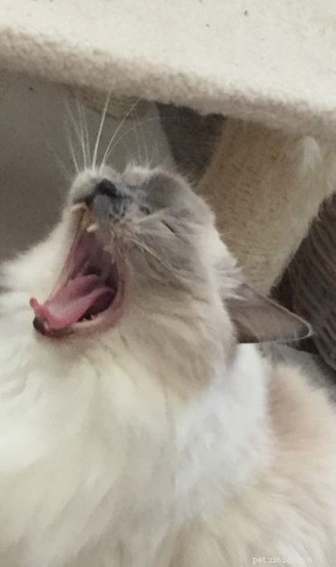 Ragdoll Cats Yawning: What It Means & Why It Happens