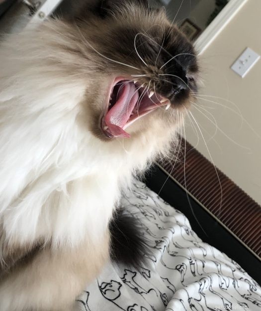 Ragdoll Cats Yawning: What It Means & Why It Happens