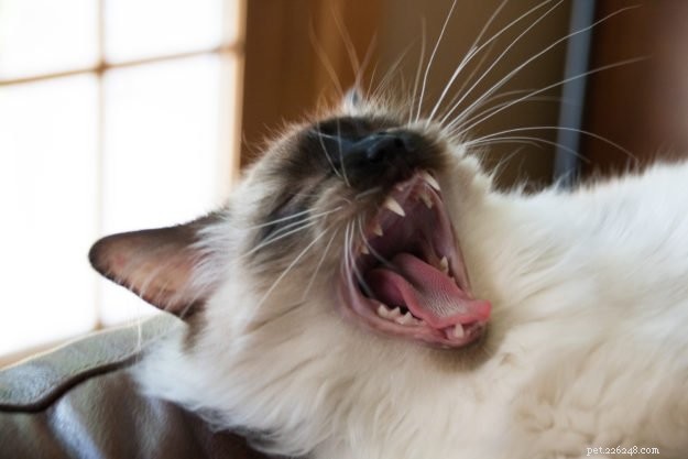 Ragdoll Cats Yawning: What It Means & Why It Happens