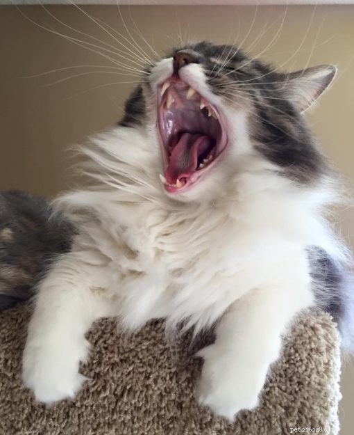 Ragdoll Cats Yawning: What It Means & Why It Happens