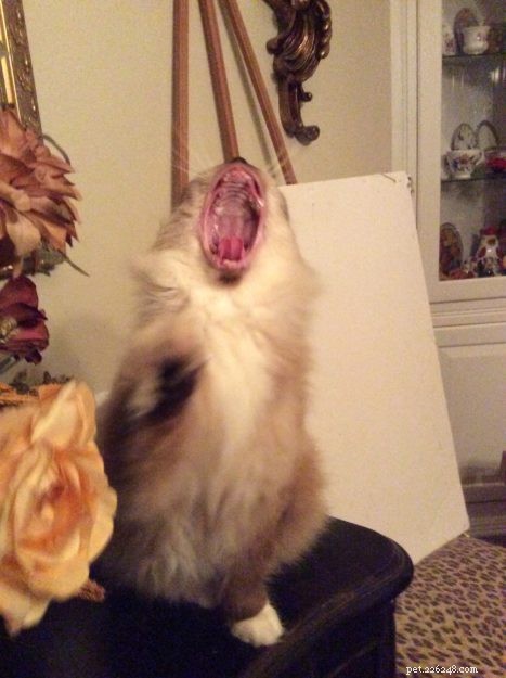 Ragdoll Cats Yawning: What It Means & Why It Happens