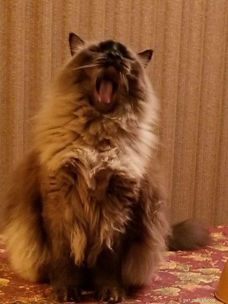 Ragdoll Cats Yawning: What It Means & Why It Happens