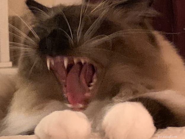 Ragdoll Cats Yawning: What It Means & Why It Happens