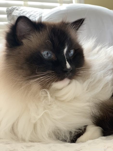 Celebrating Charlie s 10th Birthday: A Milestone Moment