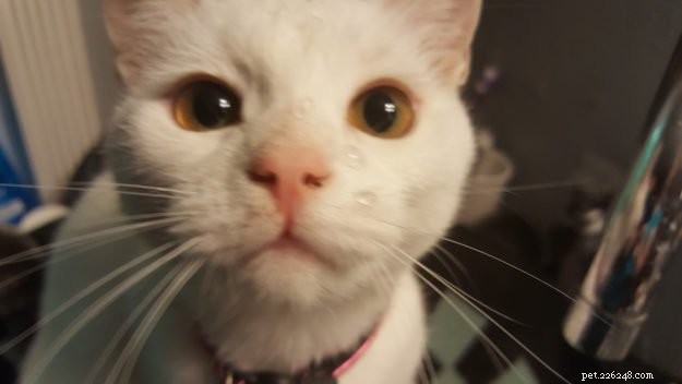 Anneke: A Spirited Rescue Cat Ready for Adoption