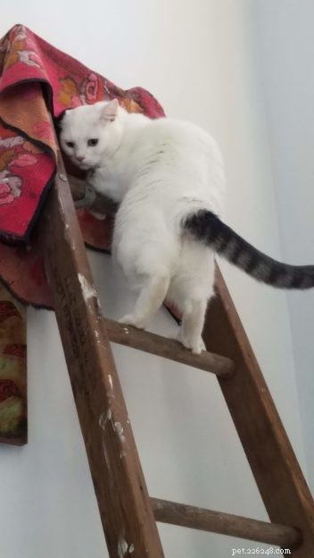 Anneke: A Spirited Rescue Cat Ready for Adoption