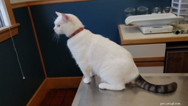 Anneke: A Spirited Rescue Cat Ready for Adoption