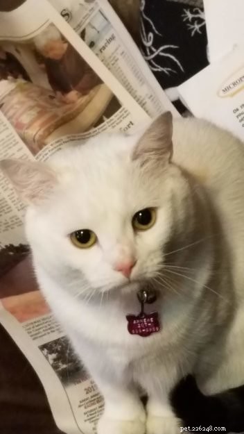 Anneke: A Spirited Rescue Cat Ready for Adoption