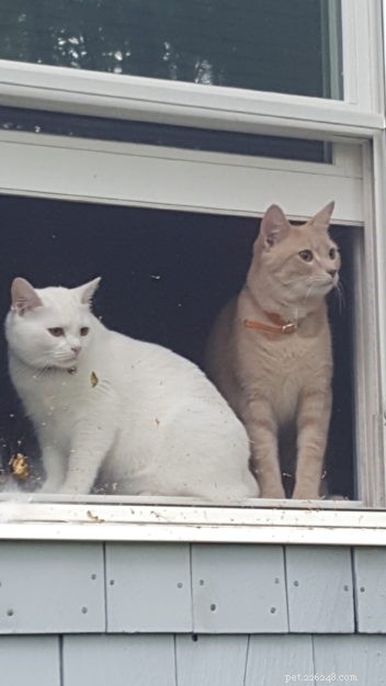 Anneke: A Spirited Rescue Cat Ready for Adoption