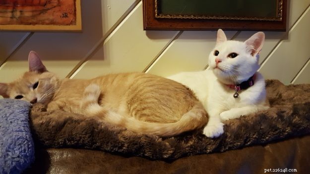 Anneke: A Spirited Rescue Cat Ready for Adoption