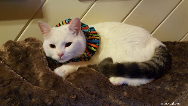 Anneke: A Spirited Rescue Cat Ready for Adoption