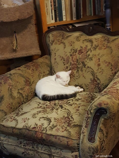 Anneke: A Spirited Rescue Cat Ready for Adoption