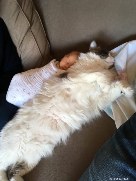 Mac the Ragdoll: A Heartfelt Journey Overcoming Allergies and Fear