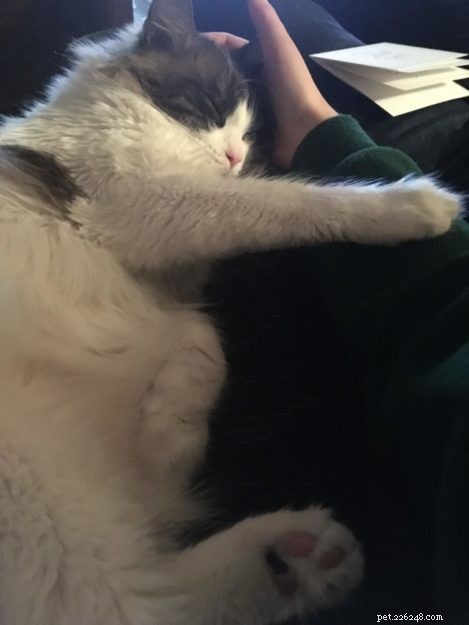 Mac the Ragdoll: A Heartfelt Journey Overcoming Allergies and Fear