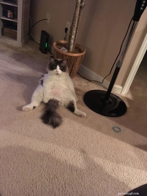Mac the Ragdoll: A Heartfelt Journey Overcoming Allergies and Fear