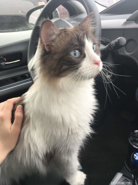 Mac the Ragdoll: A Heartfelt Journey Overcoming Allergies and Fear