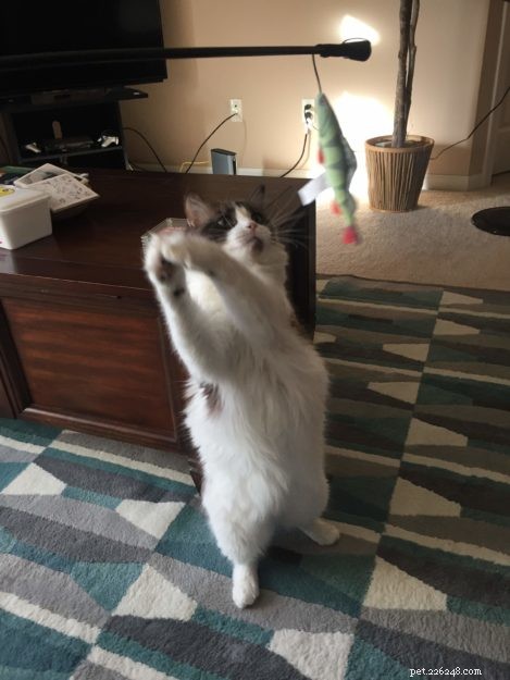 Mac the Ragdoll: A Heartfelt Journey Overcoming Allergies and Fear