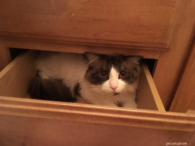 Mac the Ragdoll: A Heartfelt Journey Overcoming Allergies and Fear
