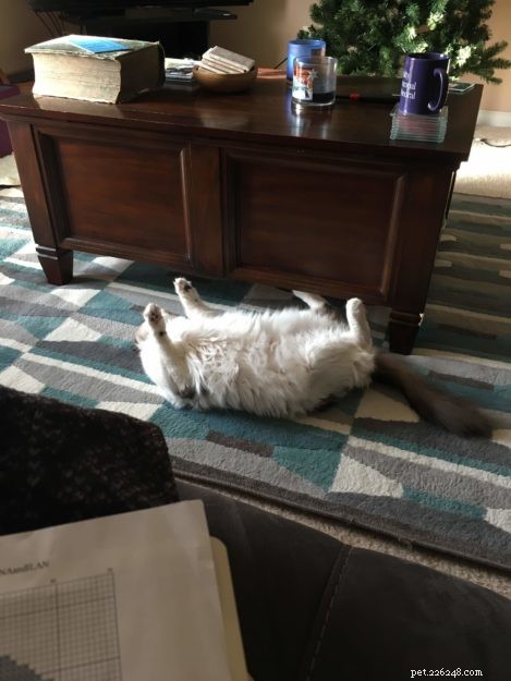 Mac the Ragdoll: A Heartfelt Journey Overcoming Allergies and Fear