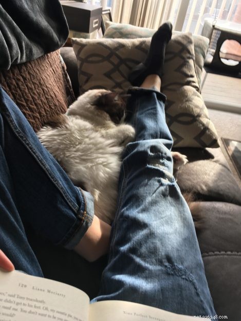 Mac the Ragdoll: A Heartfelt Journey Overcoming Allergies and Fear