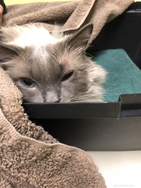 Treating Bacterial Cat Eye Infections: A Trusted Owner’s Guide