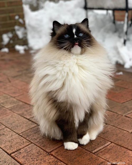Adorable Ragdoll Cats Showing Their Tongues: Cute Photo Collection