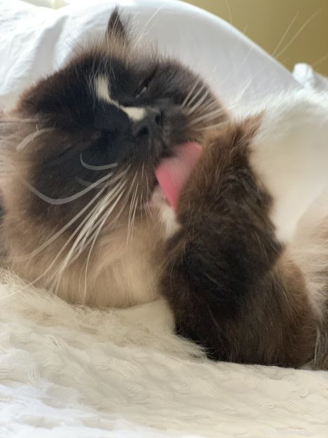 Adorable Ragdoll Cats Showing Their Tongues: Cute Photo Collection