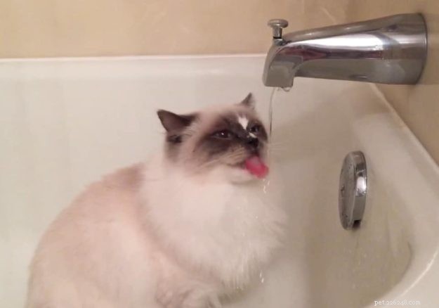 Adorable Ragdoll Cats Showing Their Tongues: Cute Photo Collection