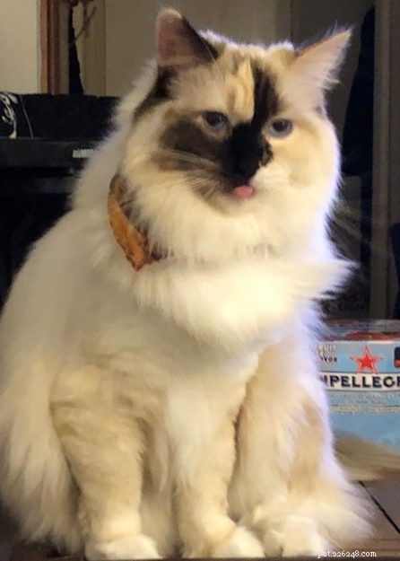 Adorable Ragdoll Cats Showing Their Tongues: Cute Photo Collection