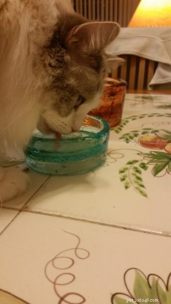 Adorable Ragdoll Cats Showing Their Tongues: Cute Photo Collection