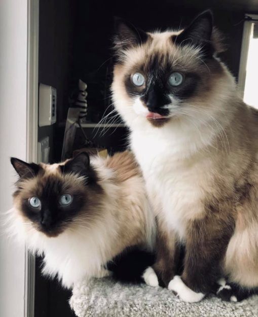 Adorable Ragdoll Cats Showing Their Tongues: Cute Photo Collection