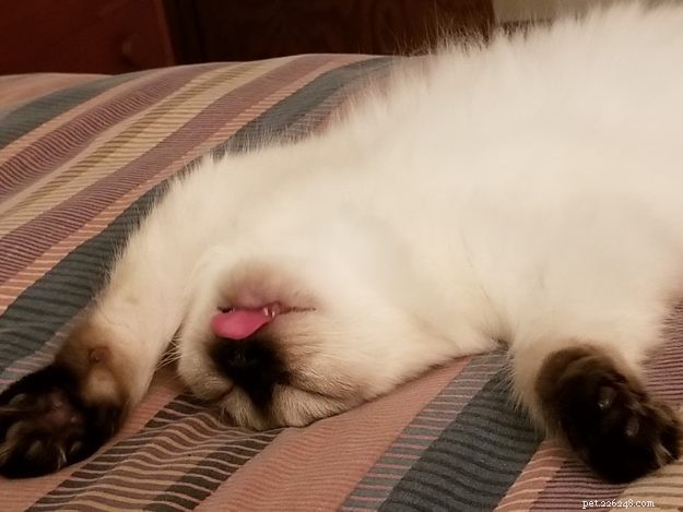 Adorable Ragdoll Cats Showing Their Tongues: Cute Photo Collection