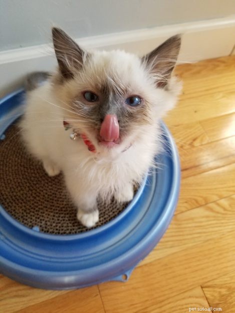 Adorable Ragdoll Cats Showing Their Tongues: Cute Photo Collection