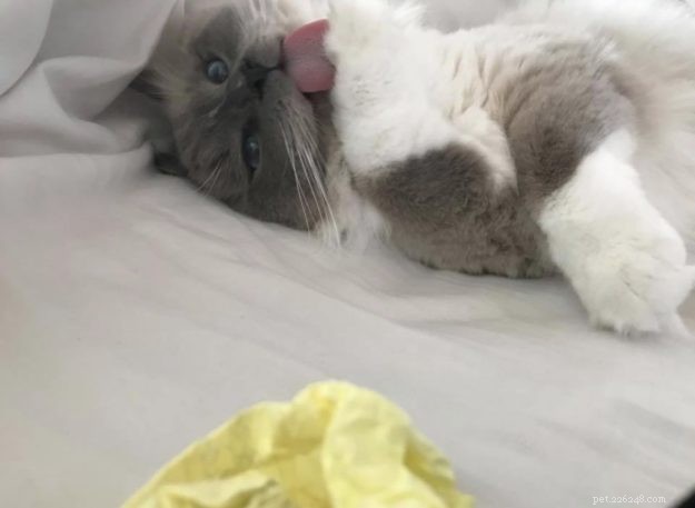 Adorable Ragdoll Cats Showing Their Tongues: Cute Photo Collection
