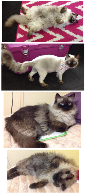 Does Shaving a Ragdoll Cat Alter Its Color? Insights on Coat Regrowth
