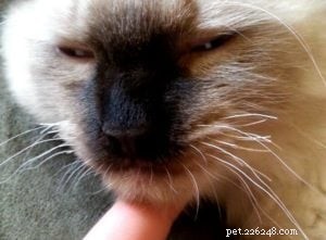 Why Are My Kitten’s Whiskers Short? Understanding Common Causes