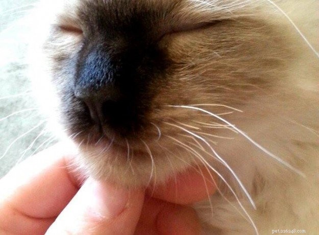 Why Are My Kitten’s Whiskers Short? Understanding Common Causes