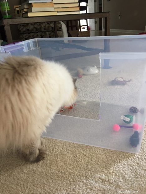 Build a High‑Sided Litter Box: A DIY Guide for Cat Owners