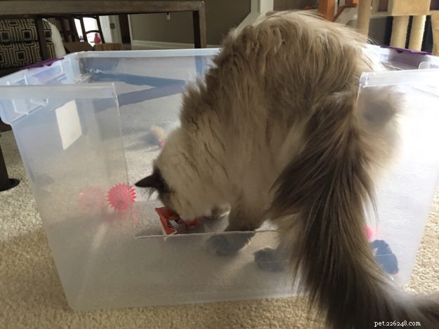 Build a High‑Sided Litter Box: A DIY Guide for Cat Owners